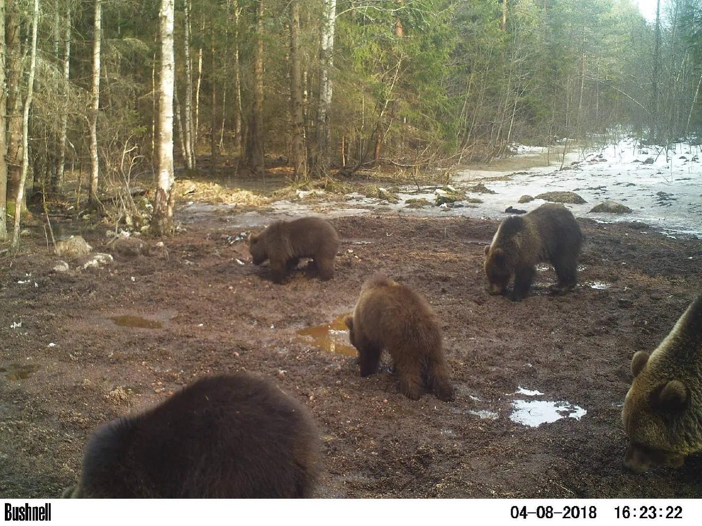 Emakaru kantseldab metsas nelja poega.